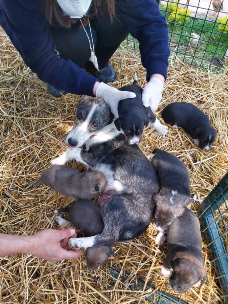 Annelik Doğalarında Var