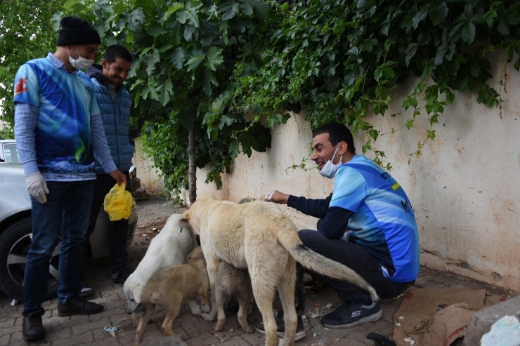 Özel İzinle Sokak Hayvanlarını Besliyorlar