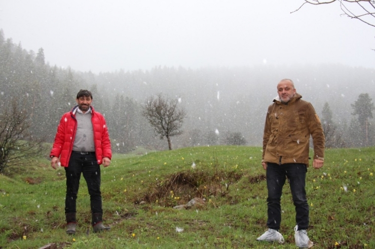 Çoban Çiçekleri Kar Altında Kaldı