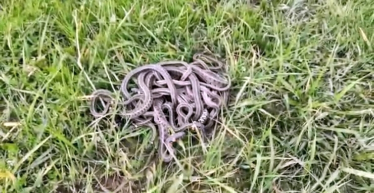 Evde Yakalanan 30’a Yakın Yılan Doğaya Bırakıldı