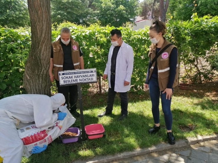 Sokak Hayvanları Unutulmadı