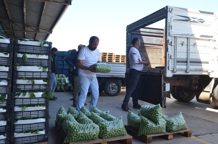 Turgutlu’da Erik Sezonu Hareketli Başladı