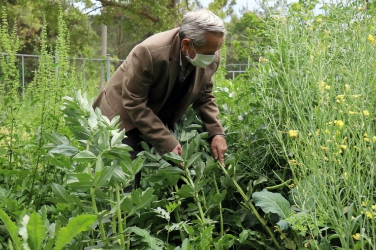 75 Yaşındaki Şeker Dede, Bin Bir Zorluklarla Bahçesinde Yetiştirdiği Baklaları İhtiyaç Sahiplerine Ulaştırmak İstiyor