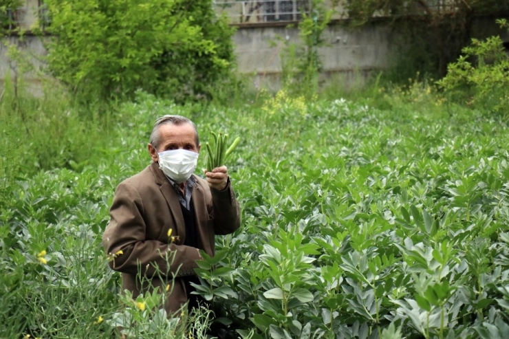 75 Yaşındaki Şeker Dede, Bin Bir Zorluklarla Bahçesinde Yetiştirdiği Baklaları İhtiyaç Sahiplerine Ulaştırmak İstiyor