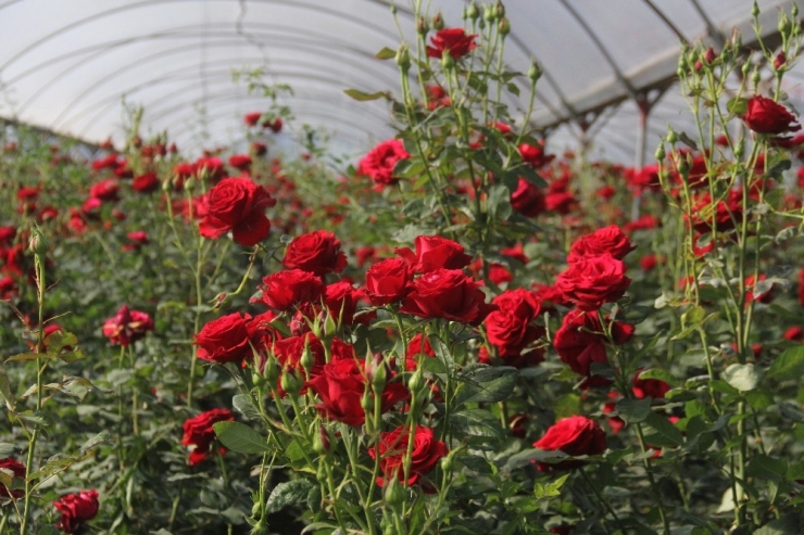 Gül Üretene Değil Satana Kazandırıyor