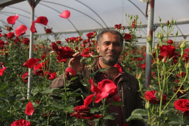 Gül Üretene Değil Satana Kazandırıyor