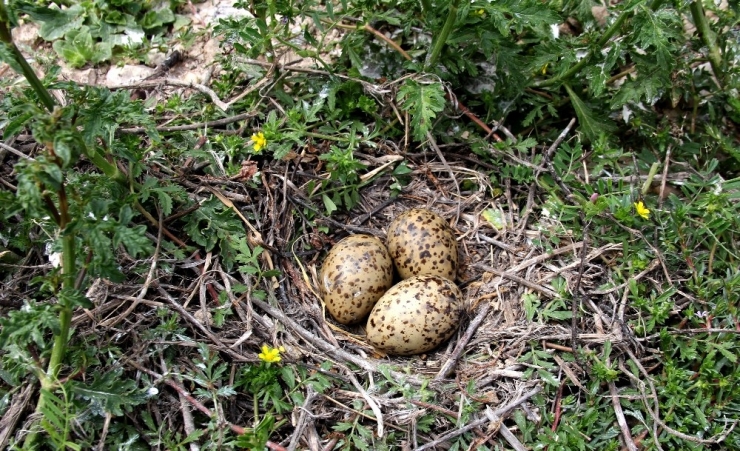 Martı Adası Kuluçka Dönemine Girdi