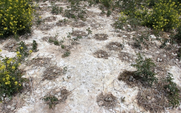 Martı Adası Kuluçka Dönemine Girdi