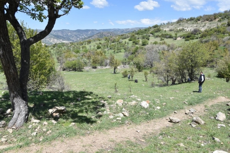 Ankara’da ‘Ayı Saldırısı, Bir Kadını Öldürdü’ İddiası