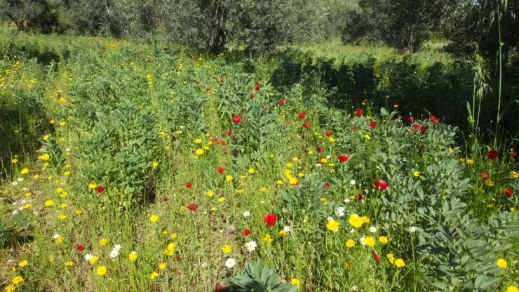 Balıkesirli Çiftçi Hırsızlardan Bıkınca Tarlasına Kamera Kurdu