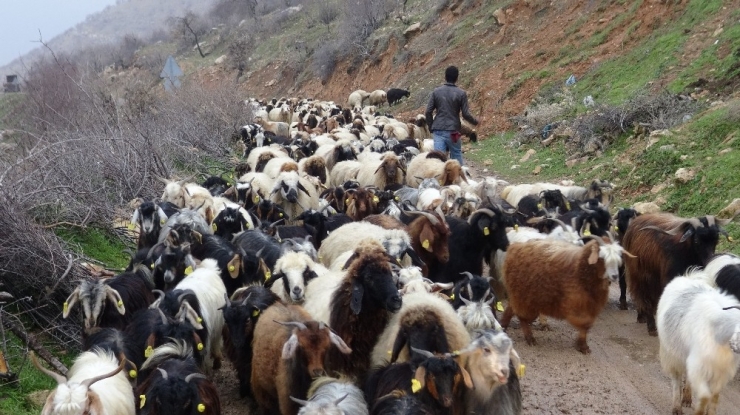 Gercüş’te Kurtlar Keçi Sürüsüne Saldırdı