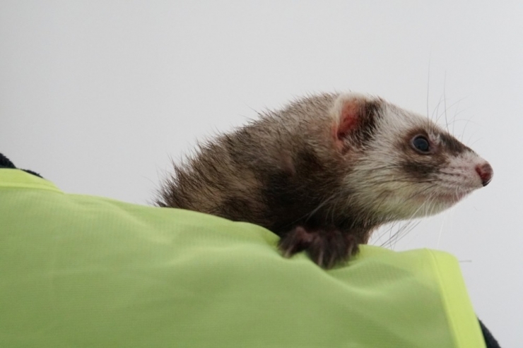 Feret, İlgi Odağı Oldu