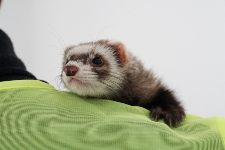 Feret, İlgi Odağı Oldu