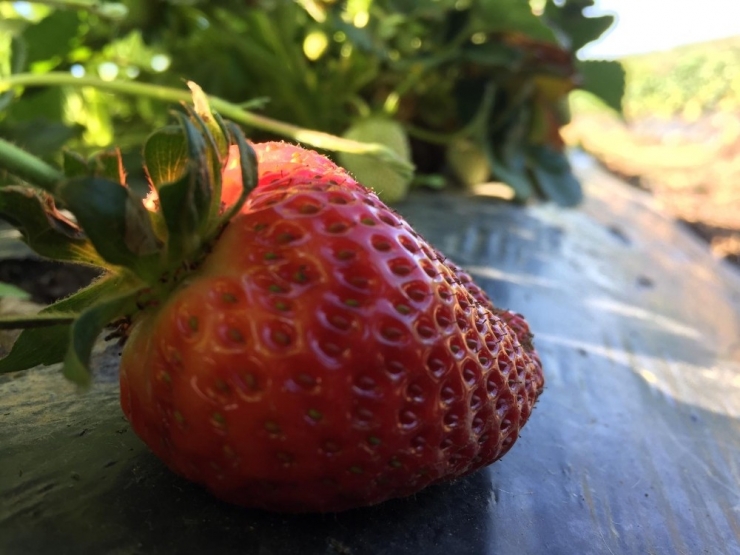 Çilek Tarlada 5, Pazarda İse 10 Lira