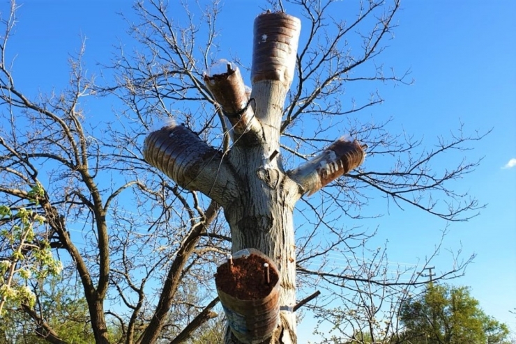 Kaliteli Ürün İçin Ağaçlar Aşılanıyor