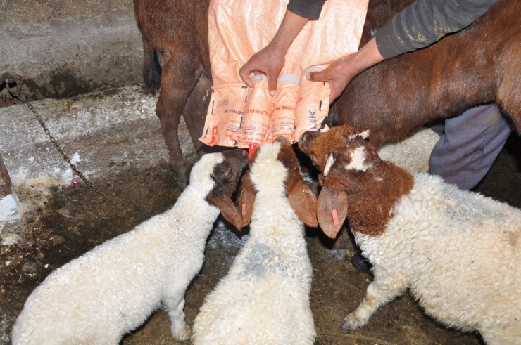 Annesiz Kuzular Eşek Sırtından Besleniyor