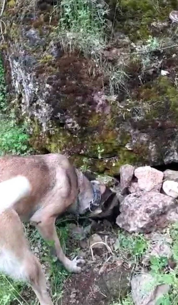 Hakkari’de Kavaklı-3 Operasyonu