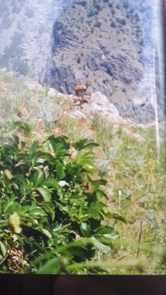 Yüksekova’da Dağ Keçileri Görüntülendi
