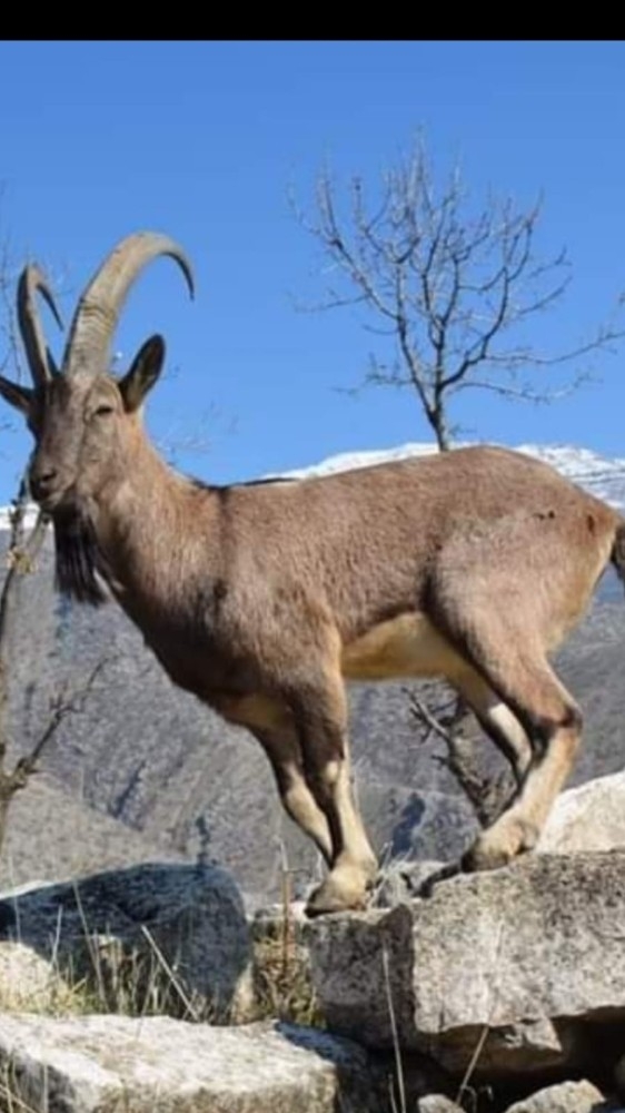 Yüksekova’da Dağ Keçileri Görüntülendi