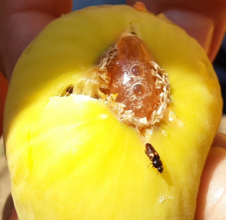 İncirde Ekşilik Böceği Tuzakları Dağıtıldı