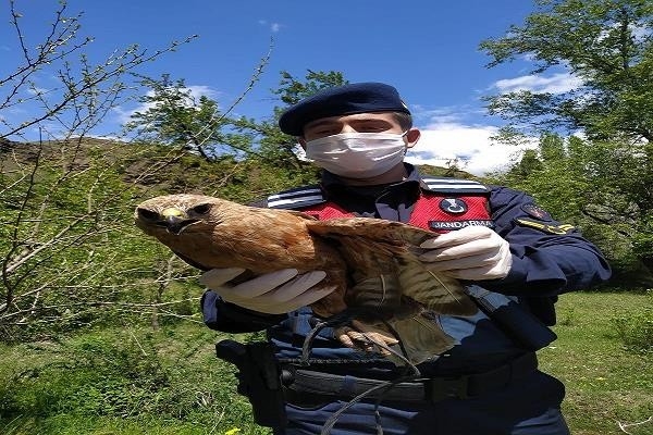 Yaralı Şahin’e Jandarma Sahip Çıktı