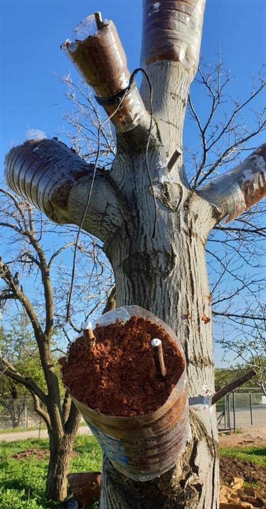 Kaliteli Ürün İçin Ağaçlar Aşılanıyor