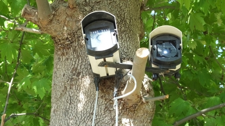 Balıkesirli Çiftçi Hırsızlardan Bıkınca Tarlasına Kamera Kurdu