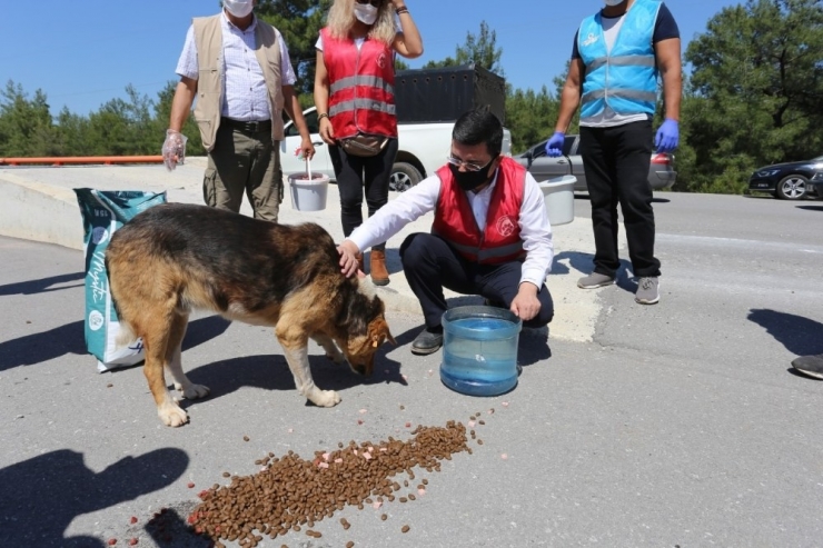 Başkan Tütüncü, Sokak Hayvanlarını Unutmadı