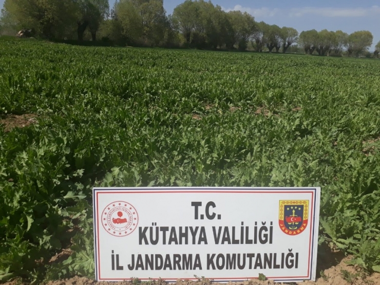 Kütahya’da 624 Bin 440 Kök Kaçak Ekilmiş Haşhaş Bitkisi Ele Geçirildi