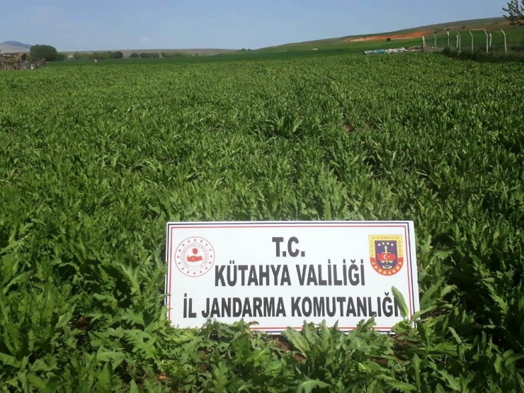 Kütahya’da 624 Bin 440 Kök Kaçak Ekilmiş Haşhaş Bitkisi Ele Geçirildi
