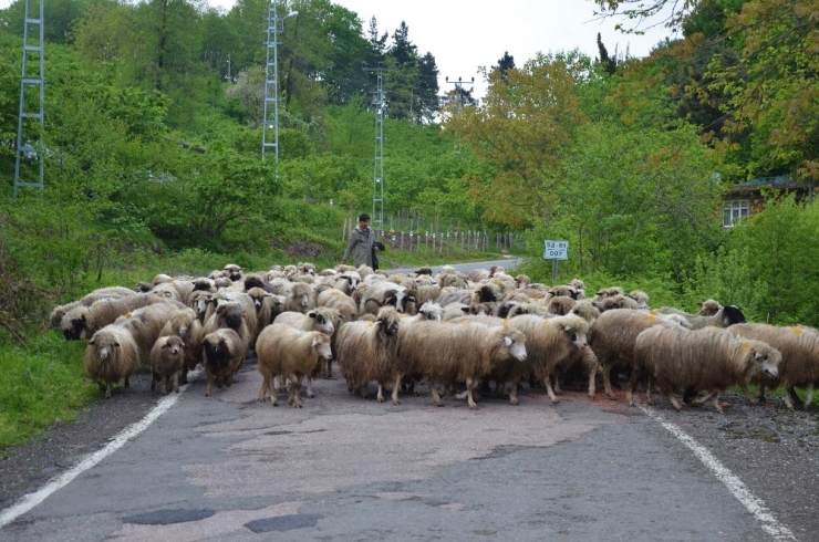 Ordu’da Yaylalara Göç Sürüyor