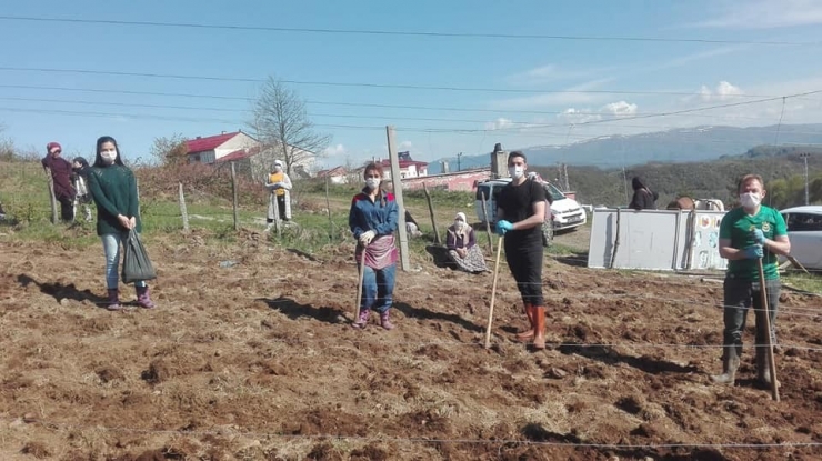 Kaymakam Hanım Tarlaya Girdi