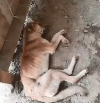 Sinop’ta Köpeğini Kürekle Döverek Öldüren Kişiye 947 Tl Ceza