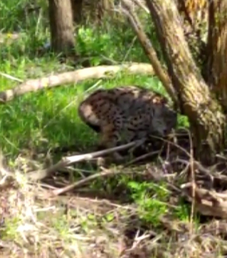 Vahşi Vaşağı ‘Pisi Pisi’ Diye Çağırdı