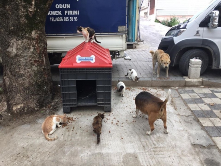 Adalarda Sokak Hayvanları Besleniyor