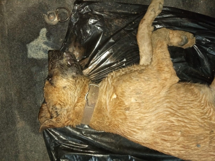 Alanya’da 2’si Yavru 4 Sokak Köpeği Zehirlenerek Telef Edildi
