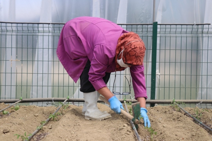 Bolu’da, Eğitime Verilen Arada Öğrenciler İçin Yapılan Seralarda Öğretmenler Ekim Yapıyor