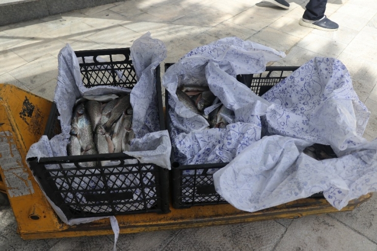 Ürettiği 200 Alabalığı Sağlık Çalışanlarına Hediye Etti