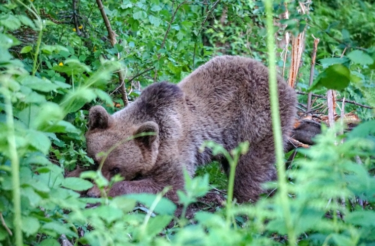 Uludağ’da Kapana Yakalanan Ayı Böyle Kurtarıldı