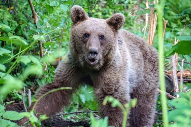 Uludağ’da Kapana Yakalanan Ayı Böyle Kurtarıldı