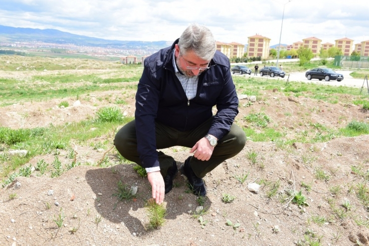 Guinness Ormanı’na Dikilen Fidanlar Büyüyor