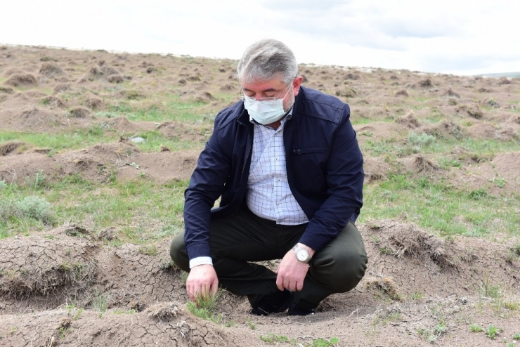 Guinness Ormanı’na Dikilen Fidanlar Büyüyor