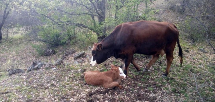 Günün En Güzel Haberi Jandarmadan