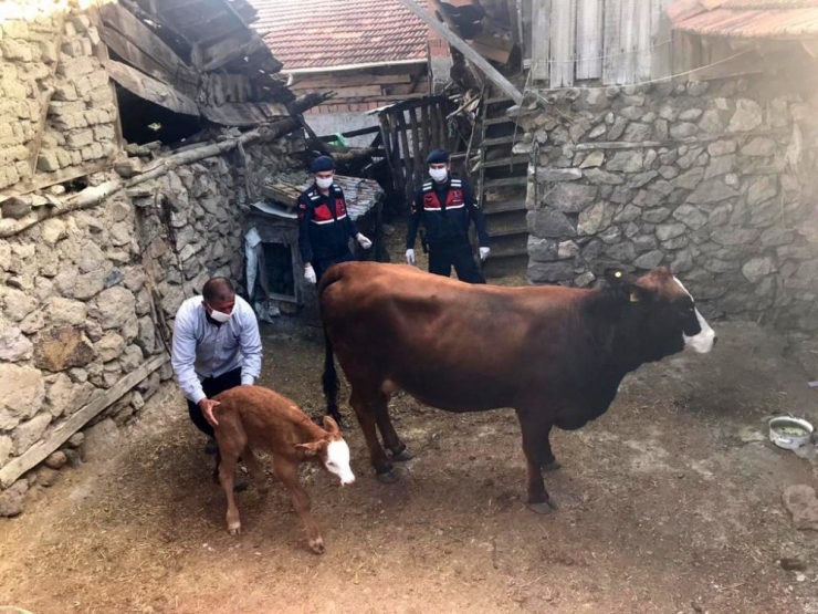 Günün En Güzel Haberi Jandarmadan