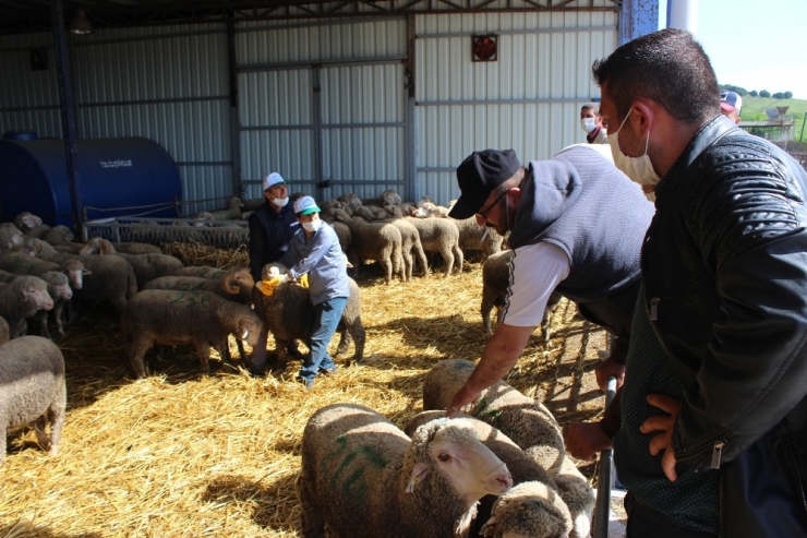 Damızlık Koç Satışları İhalesiz Yapıldı