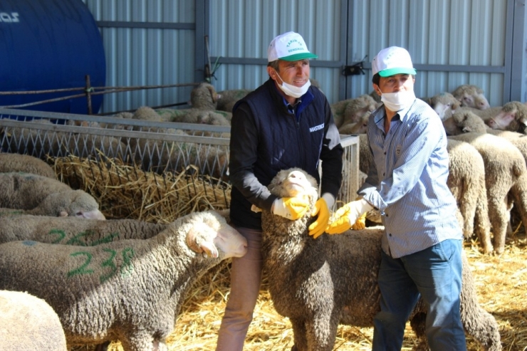 Damızlık Koç Satışları İhalesiz Yapıldı