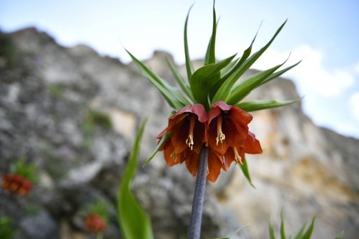 Elbistan’ın ‘Ağlayan Gelinleri’