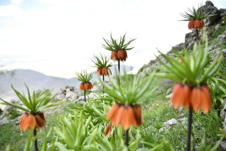Elbistan’ın ‘Ağlayan Gelinleri’