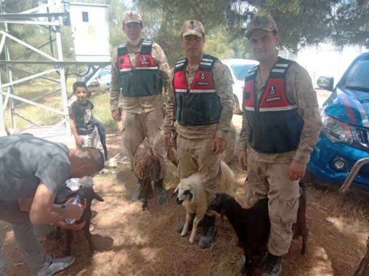 Kaybolan Koyunları Jandarma Buldu