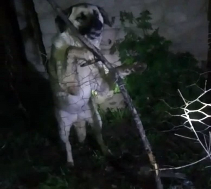 Yüksekova’da Tellere Takılan Köpeği İtfaiye Ekipleri Kurtardı